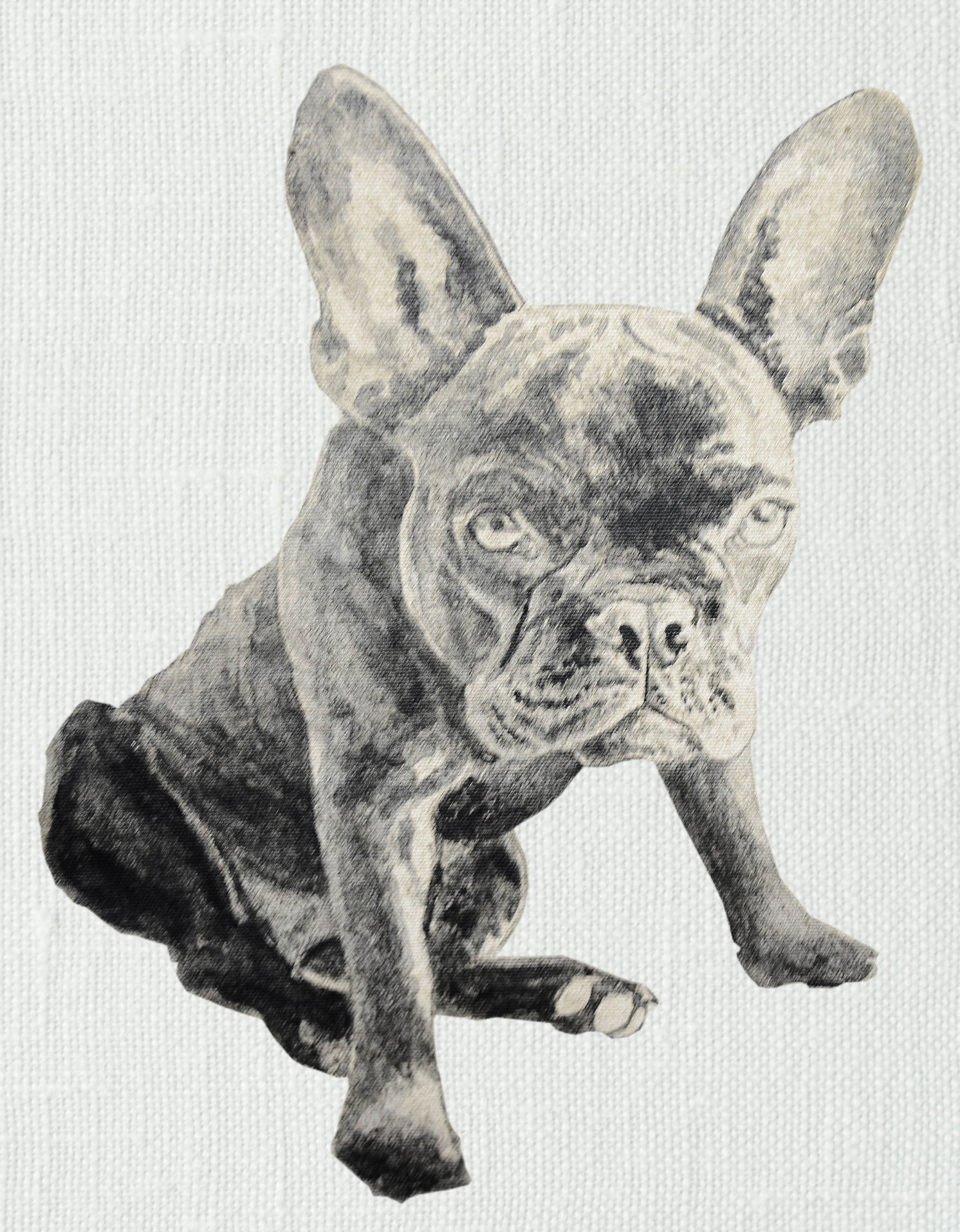 French Bulldog
