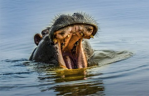 Botswana Wildlife