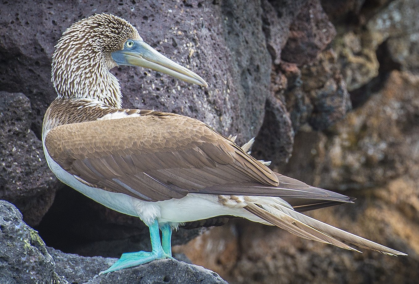 Galapagos Wildlife