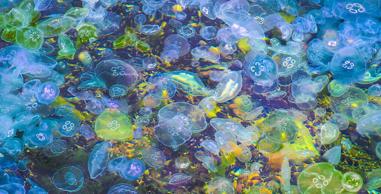 Turkey Jellyfish