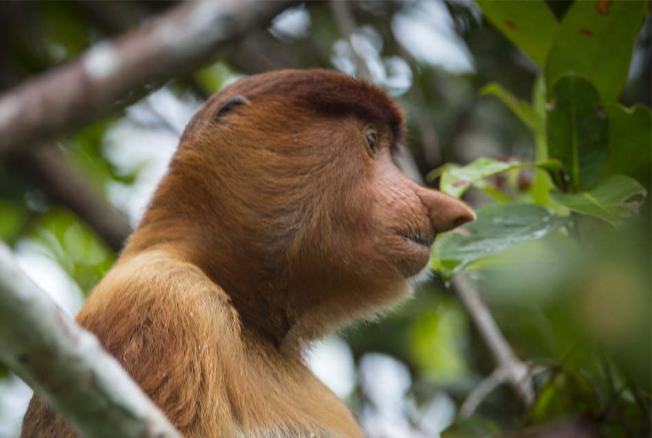 Monkeys Borneo