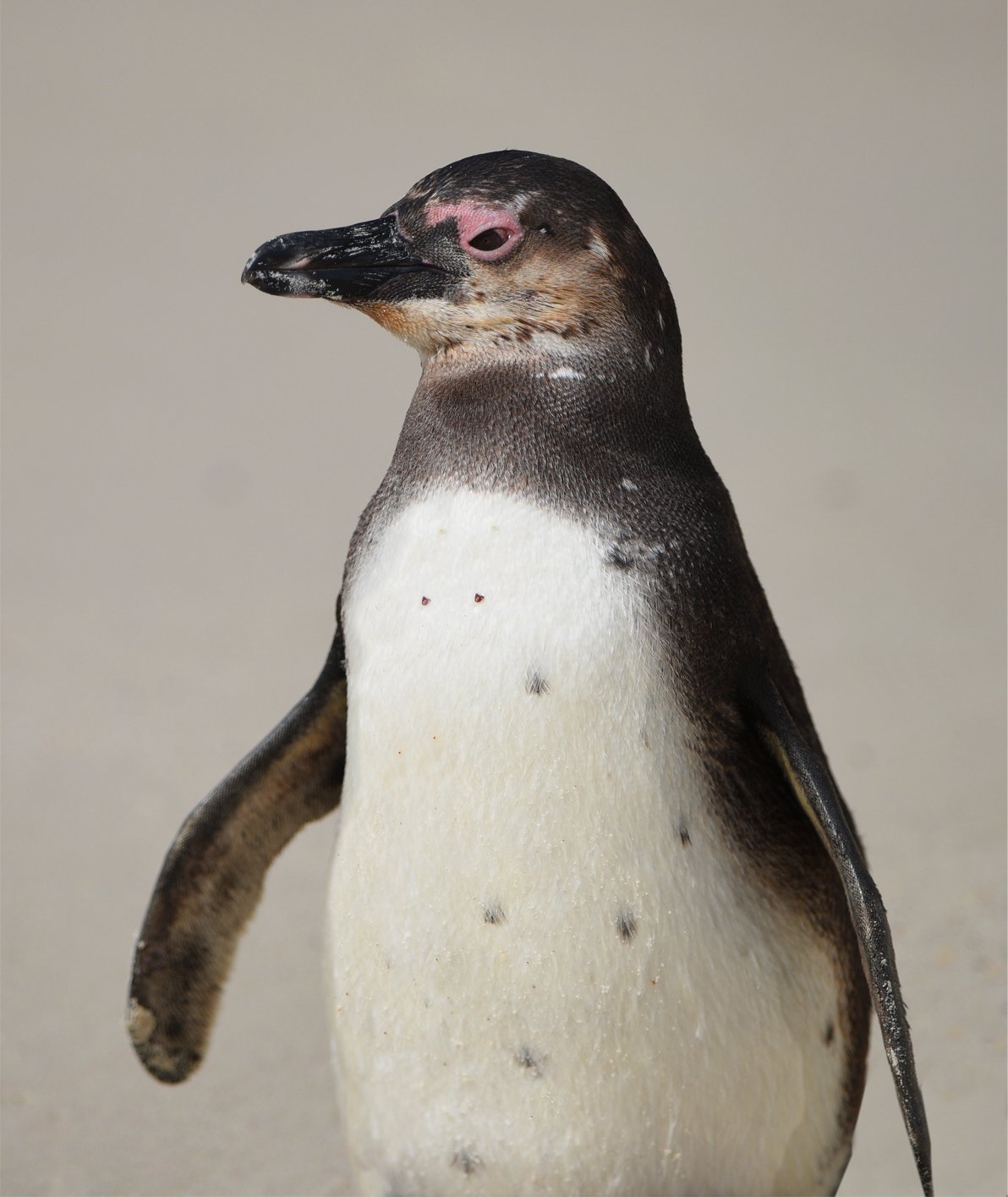 Penguins South Africa