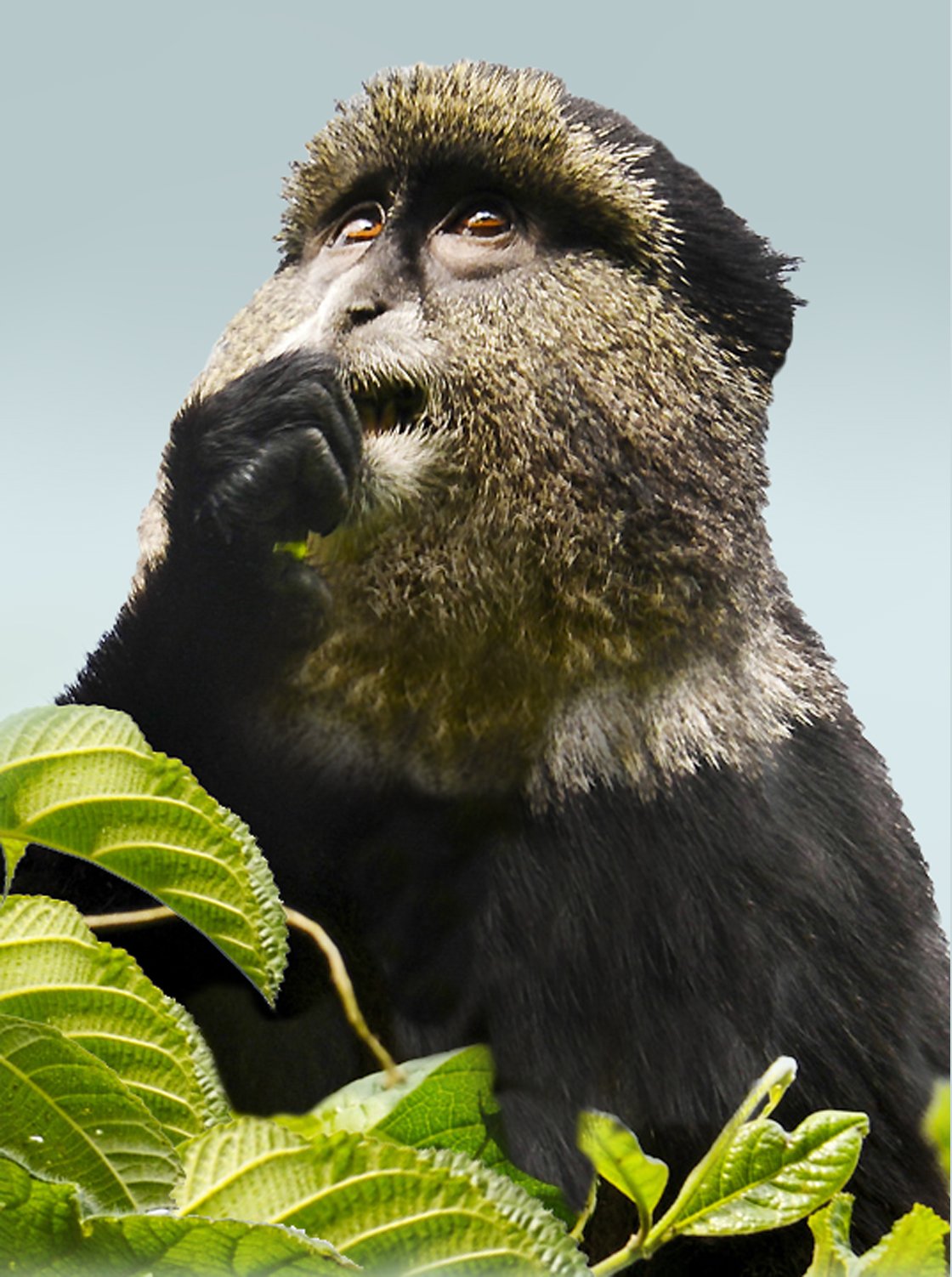 Rawanda Golden Monkeys