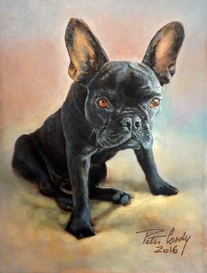 French Bulldog