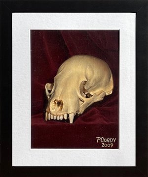 Skunk Skull