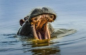 Botswana Wildlife