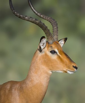 Image 13