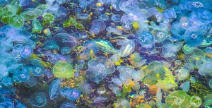 Turkey Jellyfish