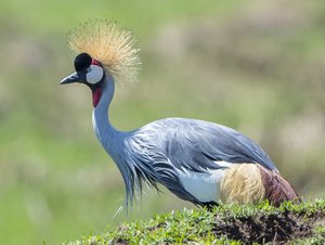 Kenya Wildlife