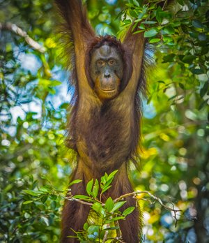 Orangutans Borneo