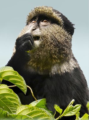 Rawanda Golden Monkeys