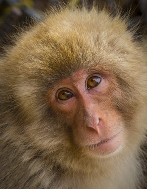 Snow Monkeys Nagano