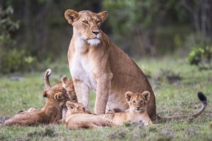 Tanzania Wildlife